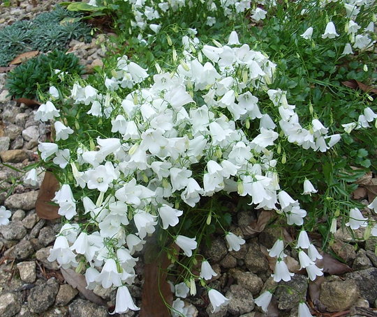 image_4 Campanula Cochlearifolia Advance alba (1310)